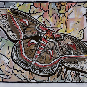 Robin Moth.jpg
